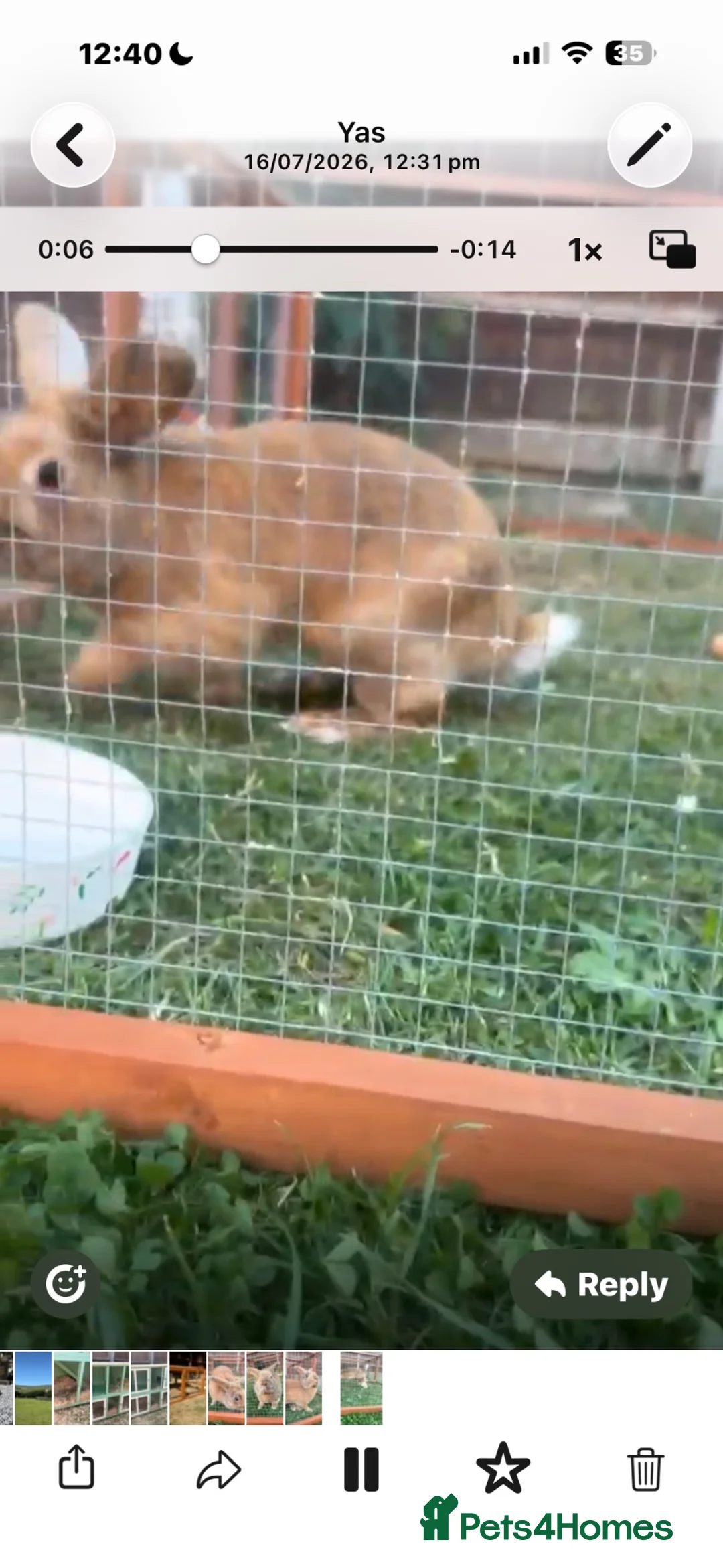 Rex rabbits for sale: Beautiful male Rex rabbit 9 months old  - Advert 2