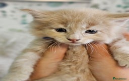 Maine Coon cats for sale: GCCF Registered Pedigree Maine Coon Kittens - Image 19