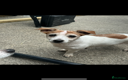 Jack Russell dogs for sale: Jack Russel Terrier  - Image 2
