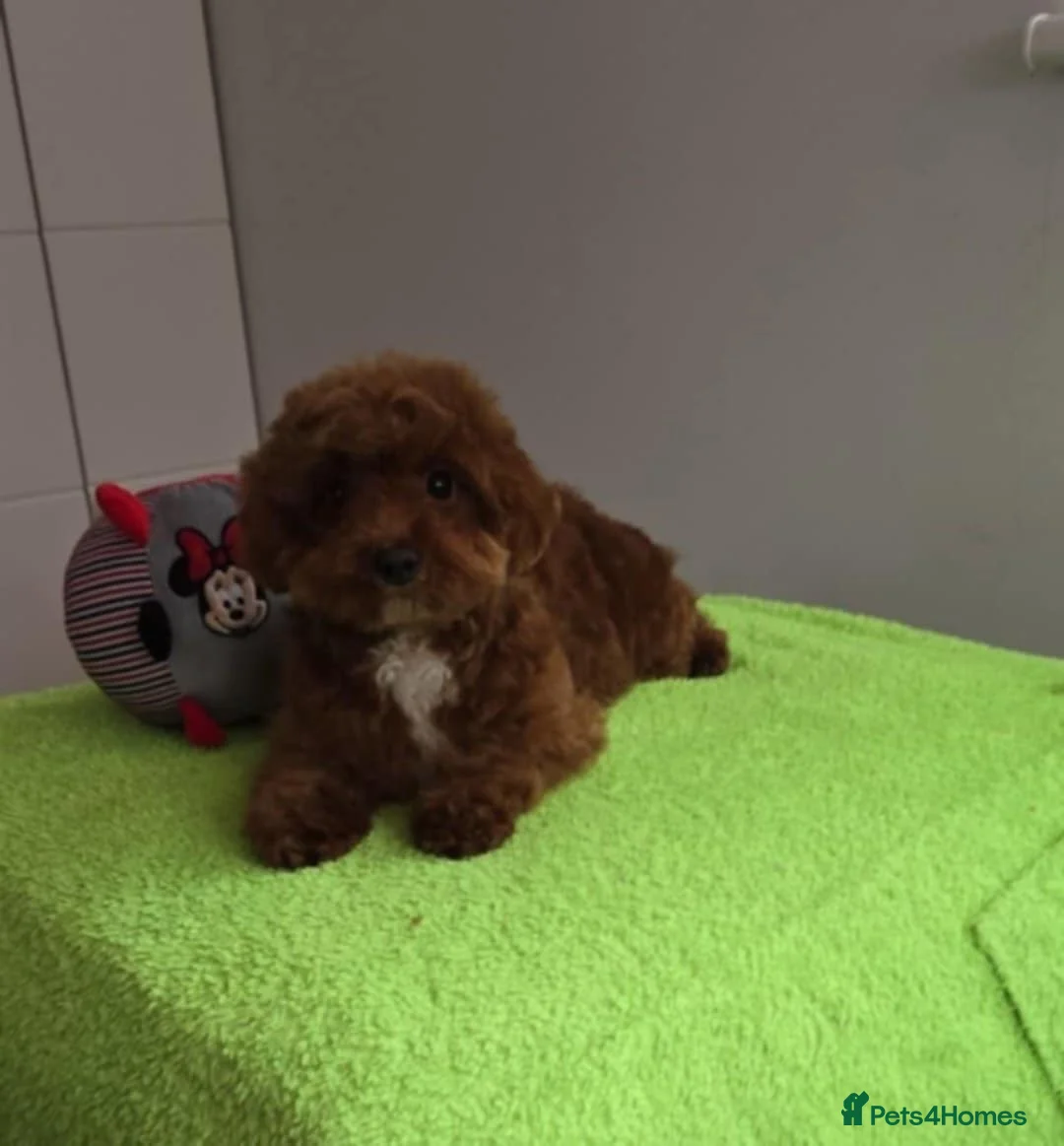Maltipoo dogs for sale: 6-Month-Old Maltipoo Puppies – Male & Female - Advert 8