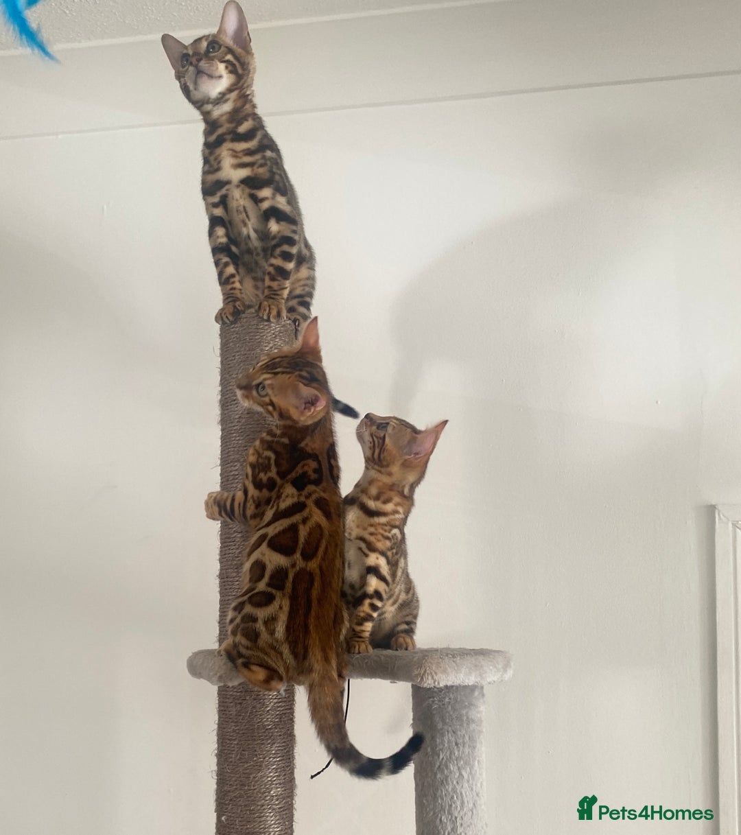 Bengal cats for sale: TICA register.ONLY 2 BOYS 🙀😺LEFT !!! in Northampton - Image 8