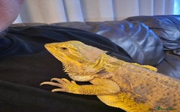 Bearded Dragon reptiles for sale: Female bearded dragon - Image 6
