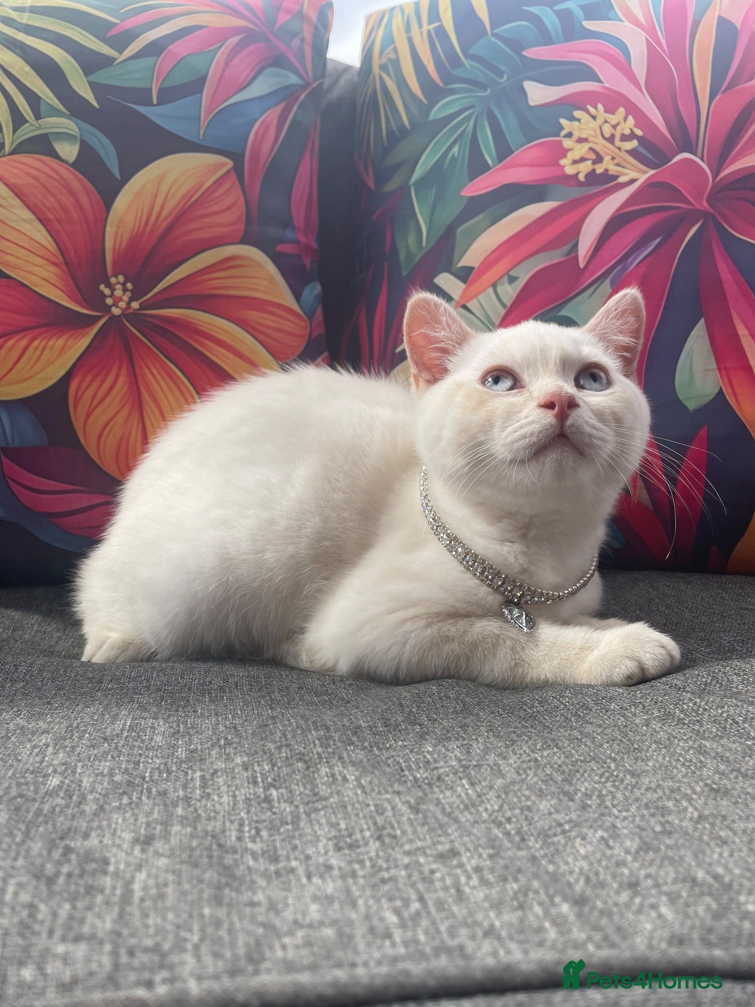 British Shorthair cats Cream point boy  - Advert 1