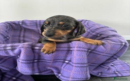 Dachshund dogs for sale: Dachshund puppy’s  - Image 13