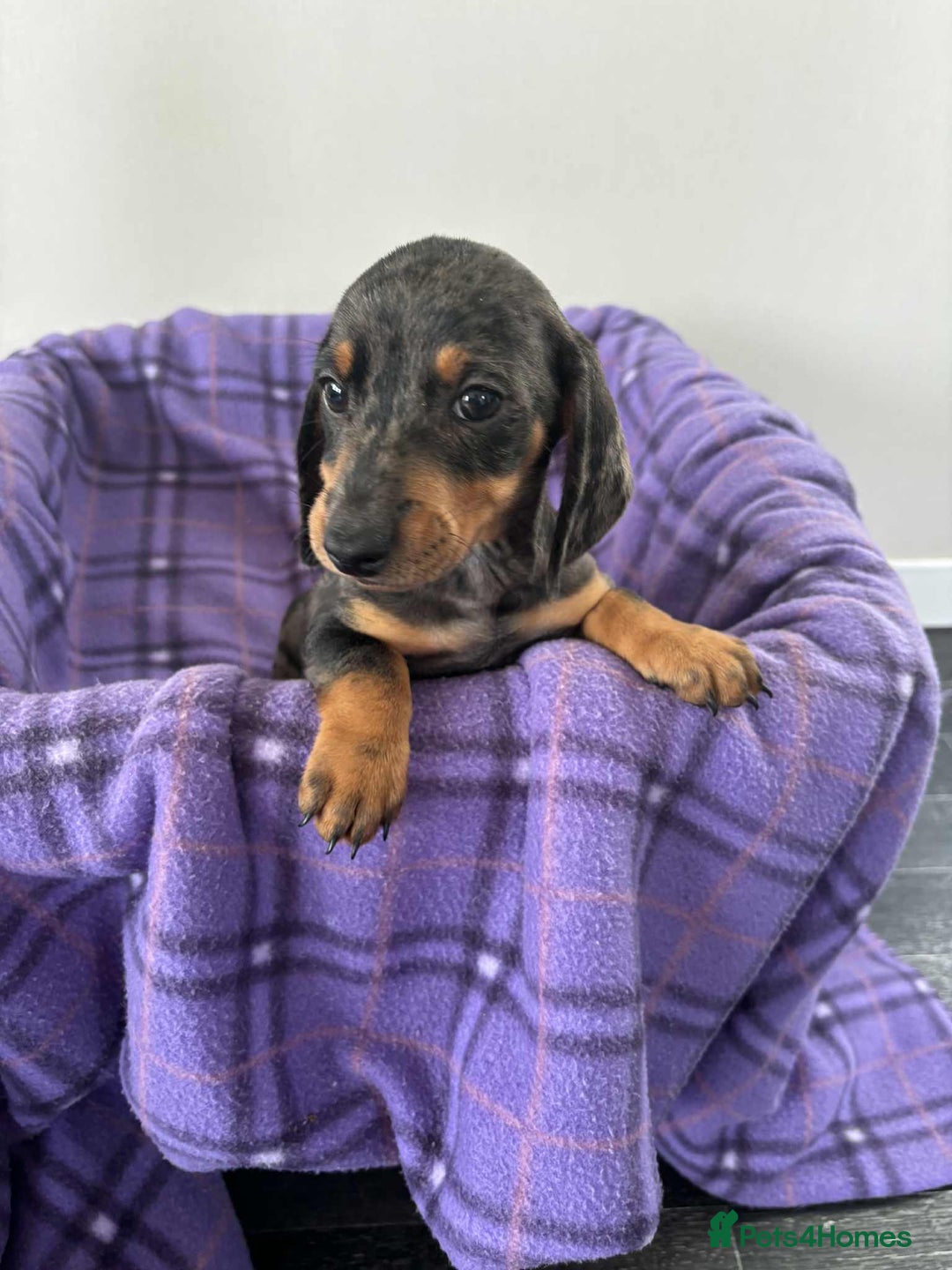 Dachshund dogs for sale: Dachshund puppy’s  - Image 13