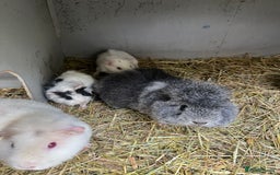 Guinea Pig rodents for sale: Baby guinea pigs - Advert 1