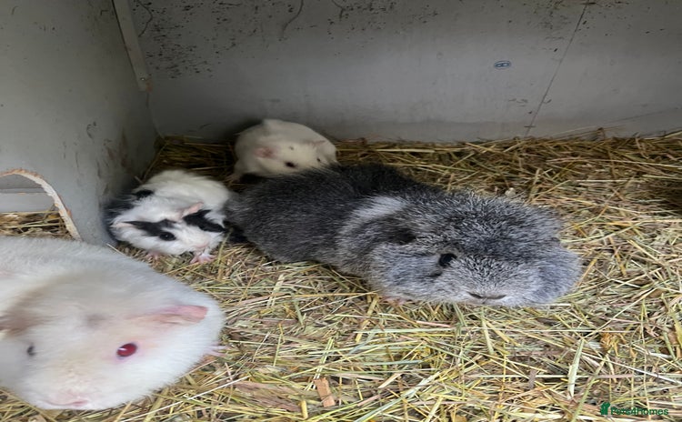 Guinea Pig rodents Baby guinea pigs - Advert 1