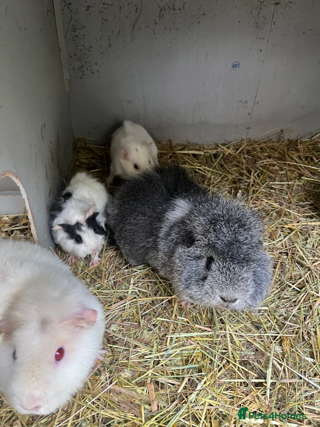 Guinea Pig rodents for sale: Baby guinea pigs - Advert 1