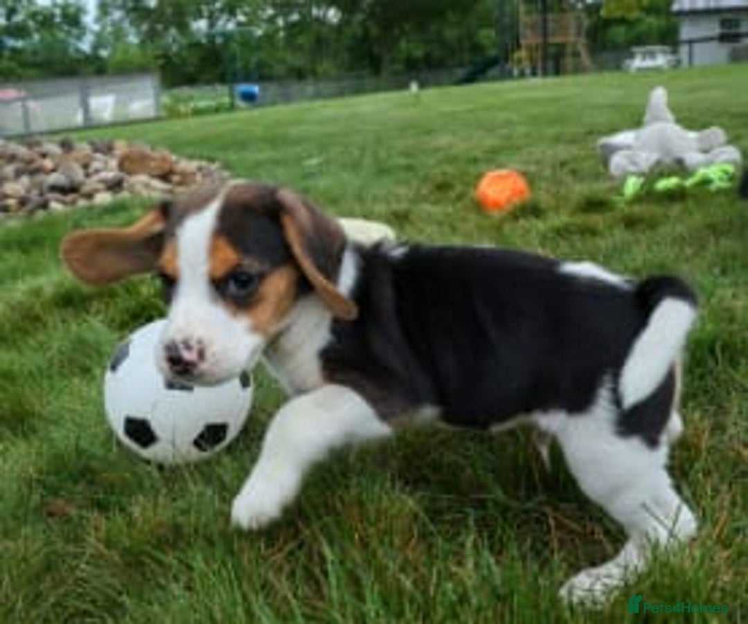 Beagle dogs for sale: Beagle Puppys - Image 1