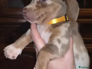 Dachshund dogs Cheeky Mini daschunds babies - Advert 1