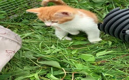 Mixed Breed cats for sale: Maine coon x Tabby kittens  - Image 9