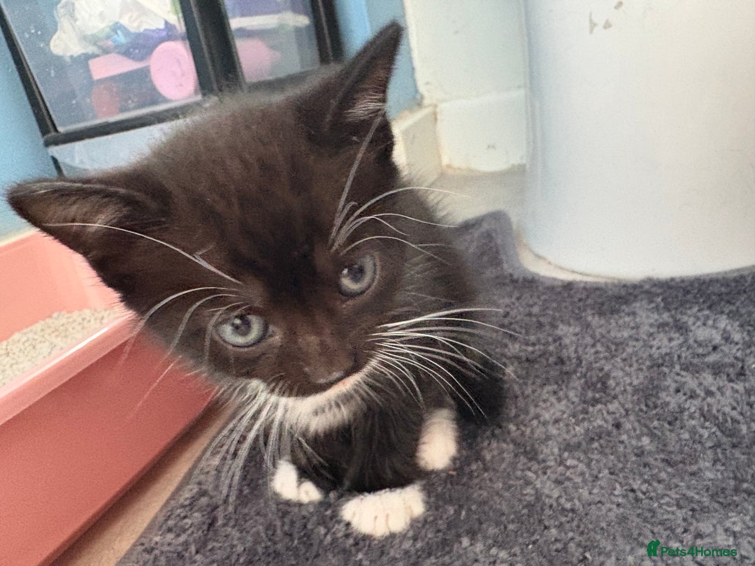 Mixed Breed cats for sale: 4 beautiful boy kittens  - Image 6