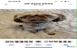 Shih Tzu dogs for sale: Imperial shih tzus 2 beautiful boys  - Image 4