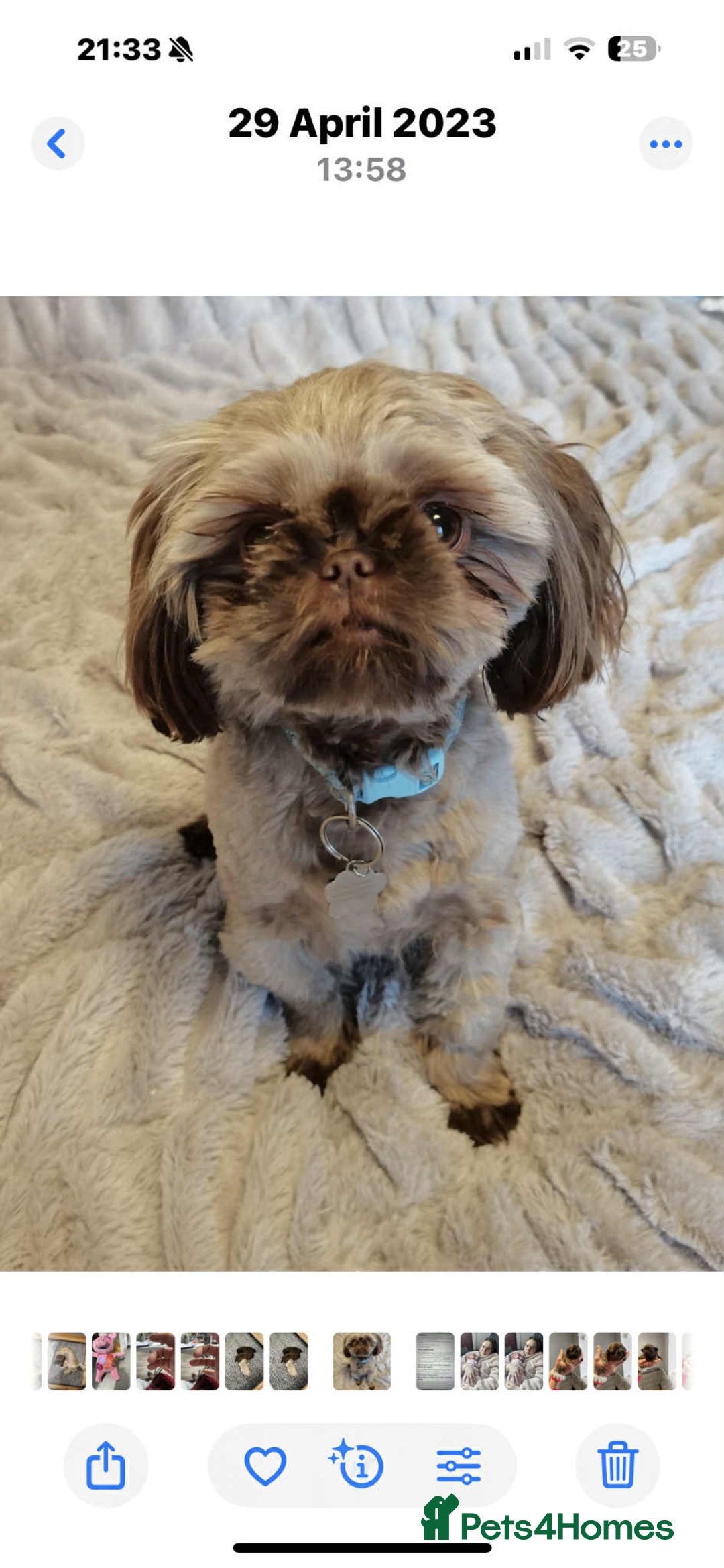 Shih Tzu dogs for sale: Imperial shih tzus 2 beautiful boys  - Image 4