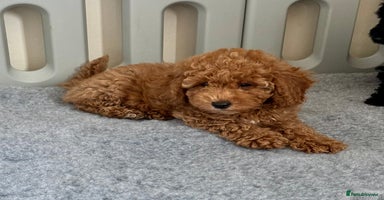 Cockapoo dogs - Advert 12