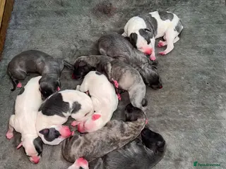 Whippet dogs STUNNING BLUE KC WHIPPETS - Advert 10