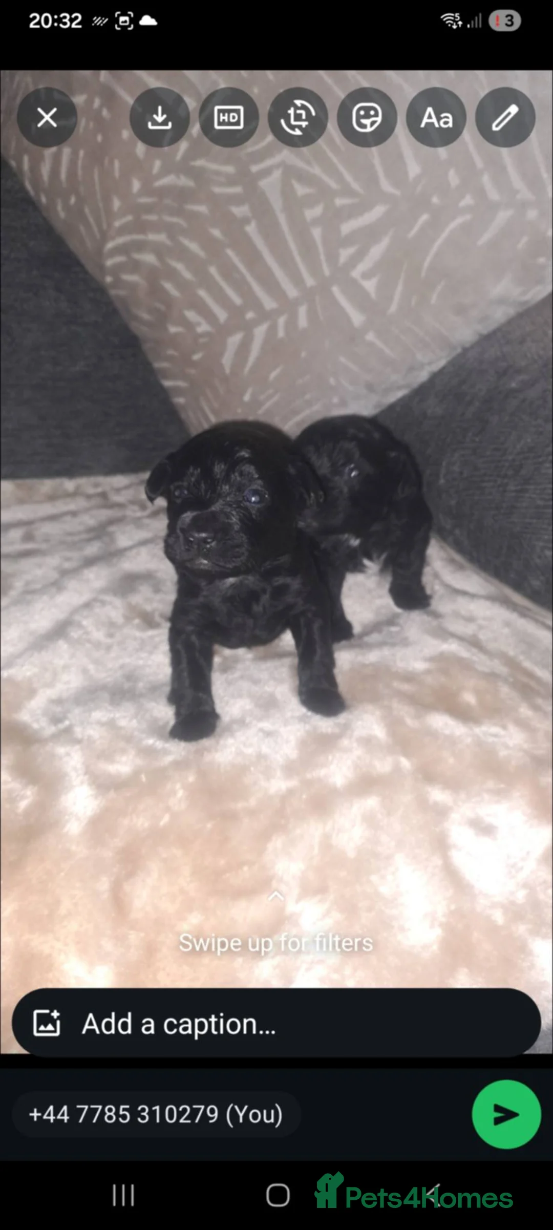 Cockapoo dogs for sale: Beautiful cockapoos - Advert 9