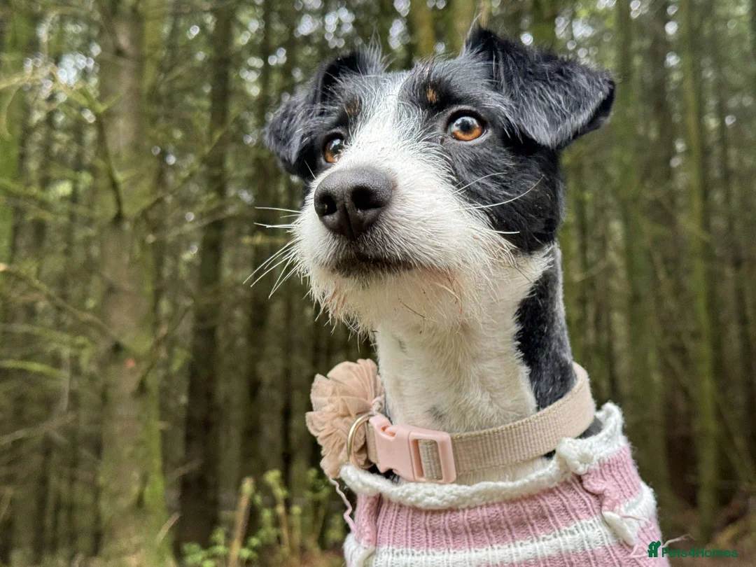 Mixed Breed dogs for sale: Mabel collie cross  - Advert 3