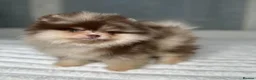 Pomeranian dogs for stud: STUD🧬🦴 - Advert 5