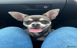 Chihuahua dogs for sale: Chihuahua - Image 2