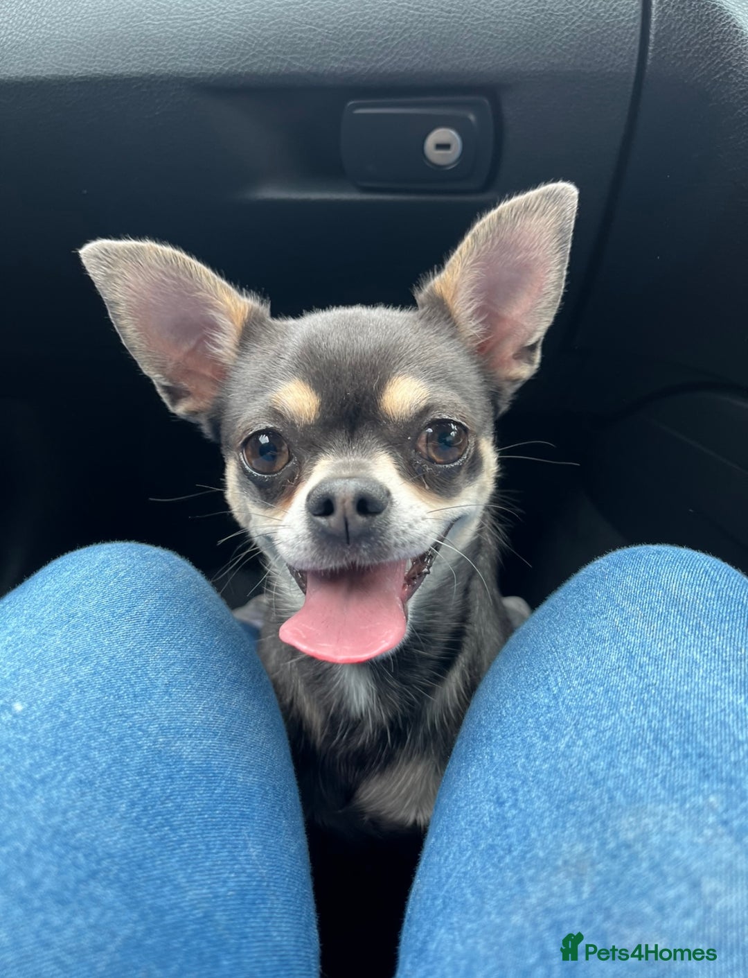 Chihuahua dogs for sale: Chihuahua - Image 2