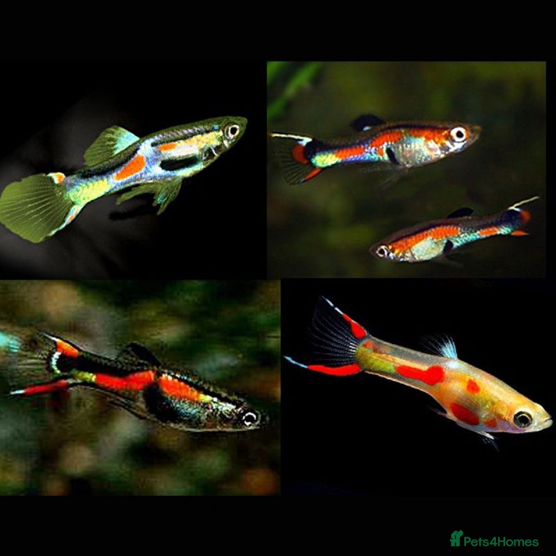 Other/Mixed Breed fish for sale: Mixed guppies 2-3 cm; guppy Fry. Fast delivery - Image 2