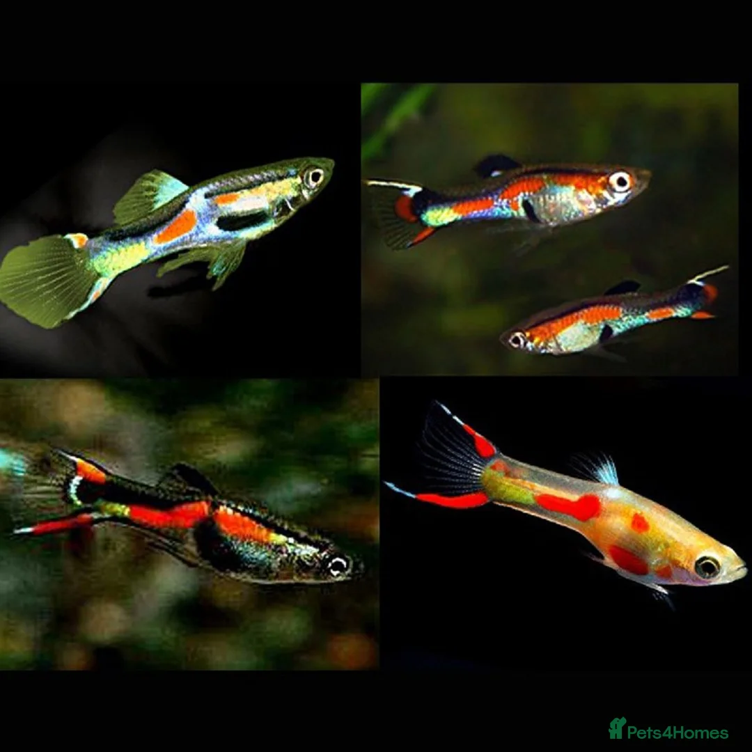 Other/Mixed Breed fish for sale: Mixed guppies 2-3 cm; guppy Fry. Fast delivery - Advert 2