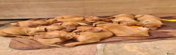 Hungarian Vizsla dogs for sale: Hungarian Vizsla - Advert 5