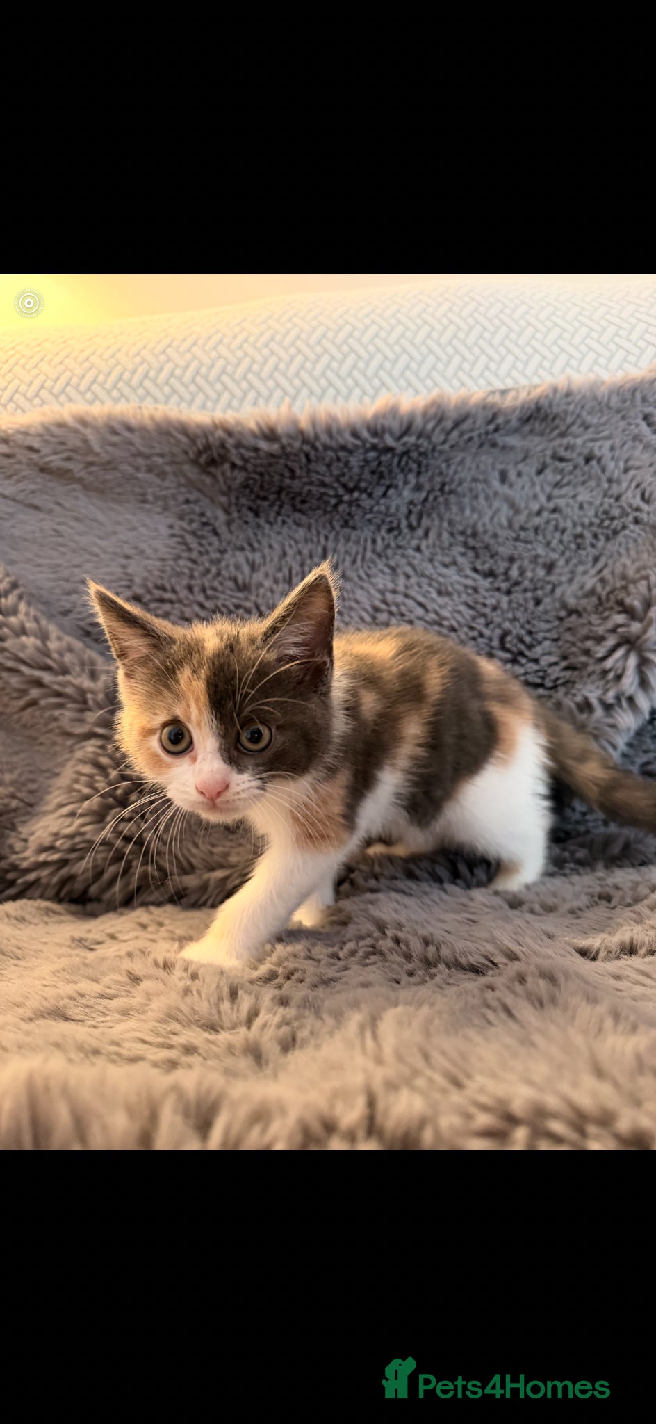 Maine Coon cats for sale: Maine Coon X British Shorthair  - Advert 9