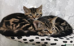Domestic Shorthair cats for sale: Adorable little tigers 🐯☺️ - Image 3