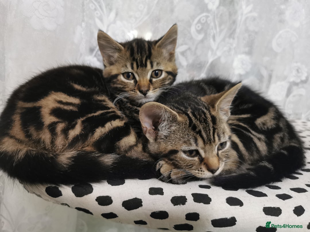 Domestic Shorthair cats for sale: Adorable little tigers 🐯☺️ - Image 3