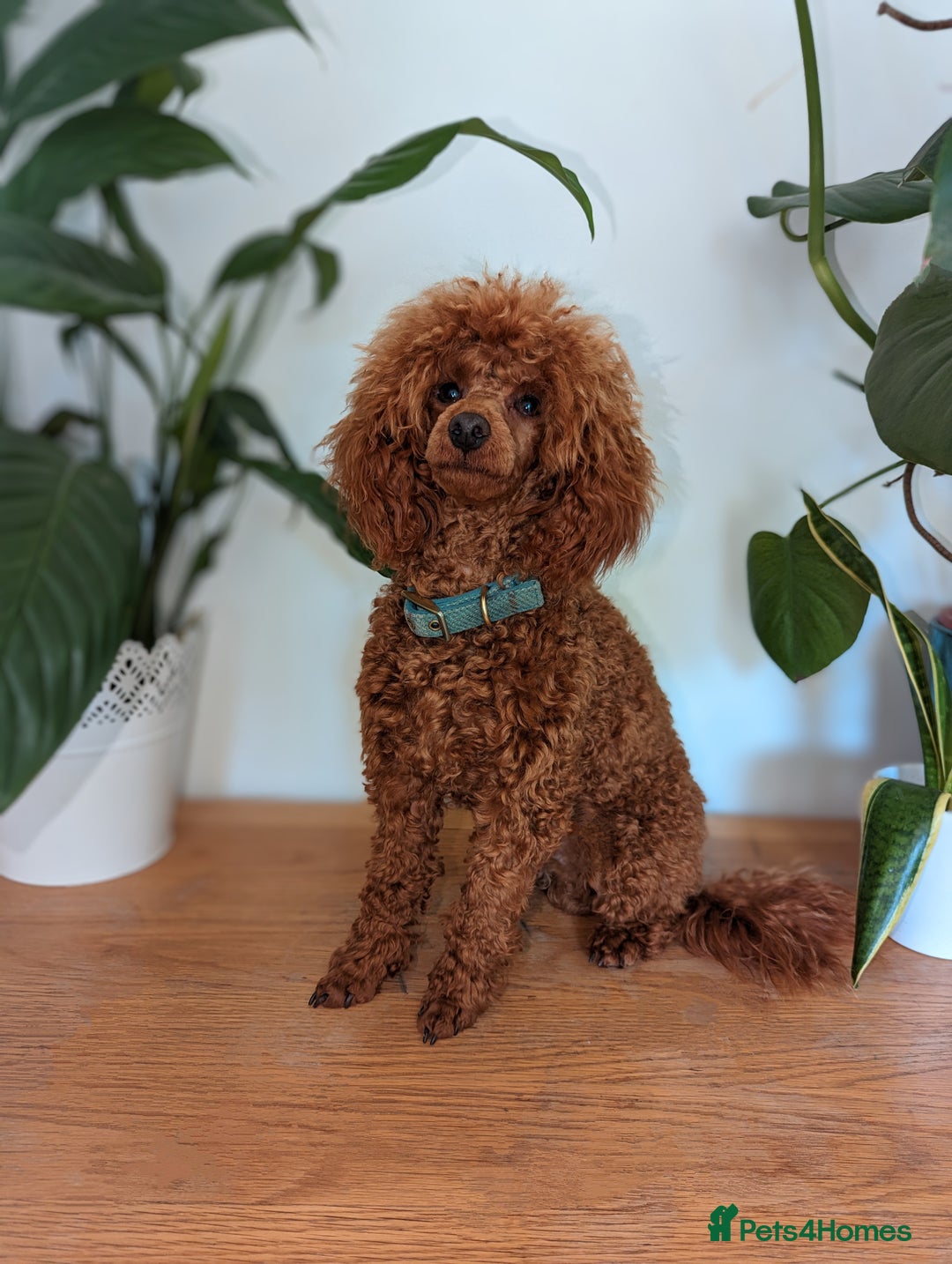 Miniature Poodle dogs for stud: Stunning proven KC health tested Red Stud in Reading - Image 4