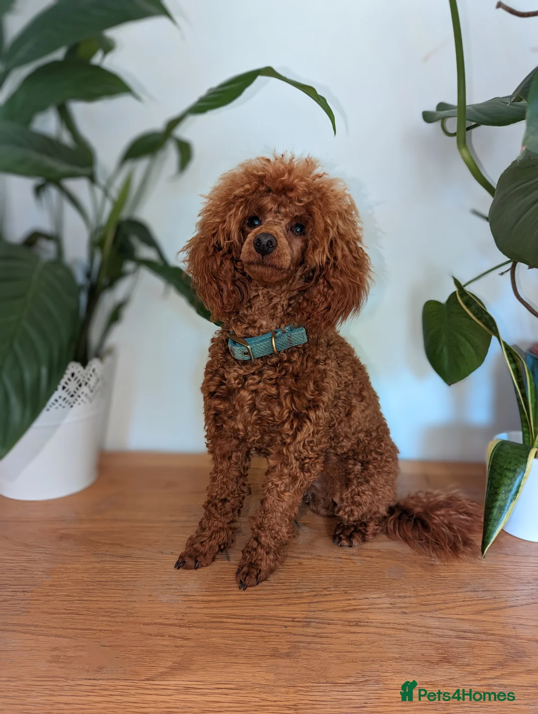 Miniature Poodle dogs for stud: Stunning proven KC health tested Red Stud in Reading - Advert 5