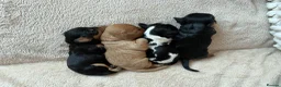 Cavalier King Charles Spaniel dogs for sale: 🧡One Ruby male KC & extensively Health tested - Advert 15
