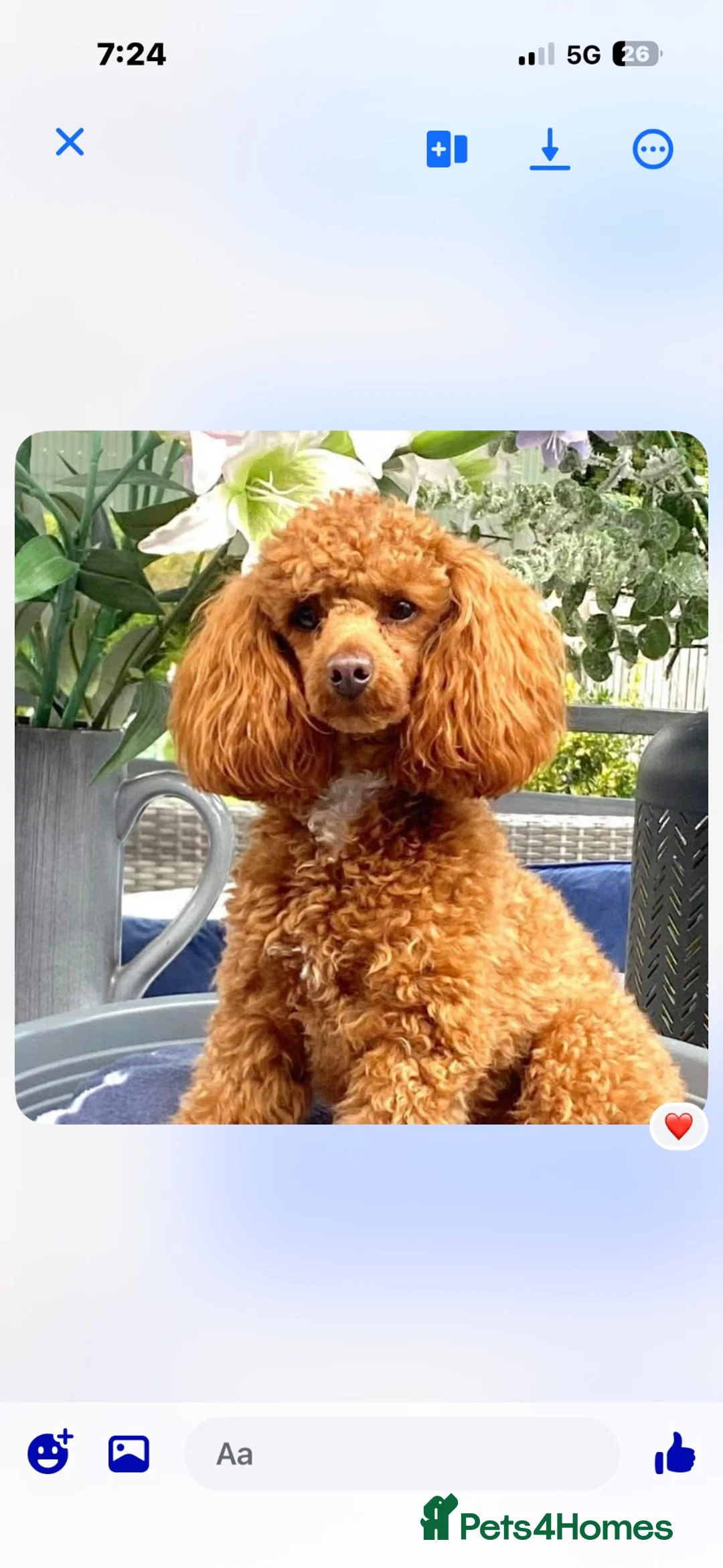 Cavapoochon dogs for sale: Beautiful little of red/apricot cavapoochons in Colwyn Bay - Advert 8