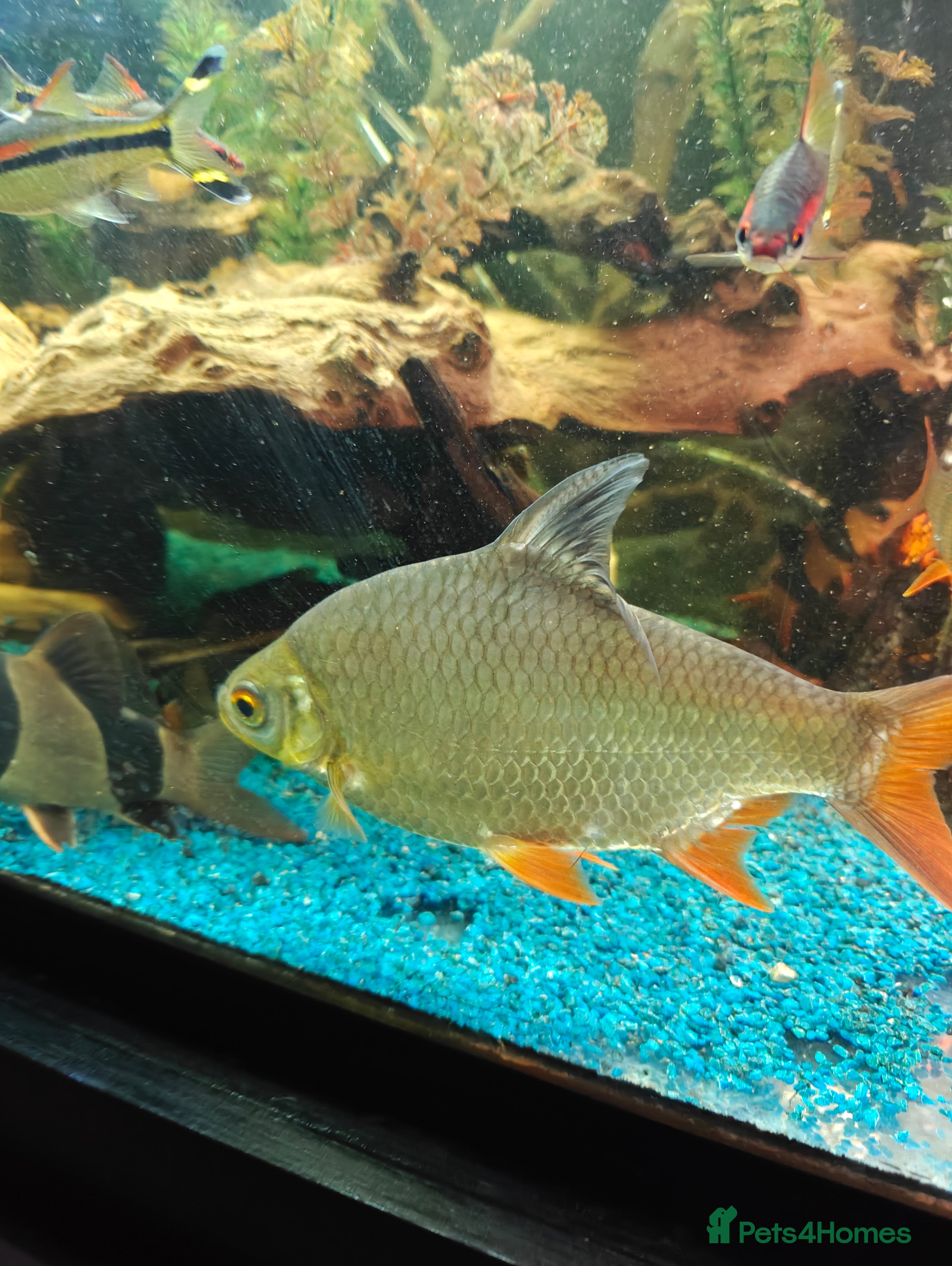 Barbs fish Large tin foil barbs x4 - Advert 2