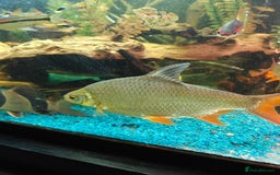 Barbs fish for sale: Large tin foil barbs x4 - Image 1
