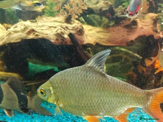 Barbs fish - Advert 1