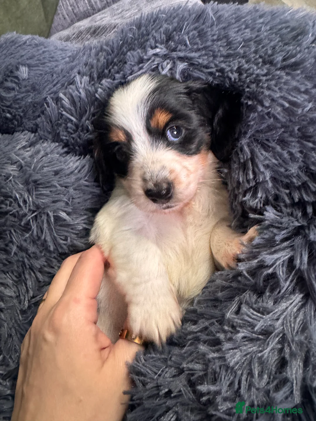 Miniature Dachshund dogs for sale: 2 piebald miniature long haired dachshund puppies  - Advert 13