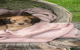 Miniature Dachshund dogs for sale: beautiful cream long hair miniature puppies in Abergavenny - Image 18