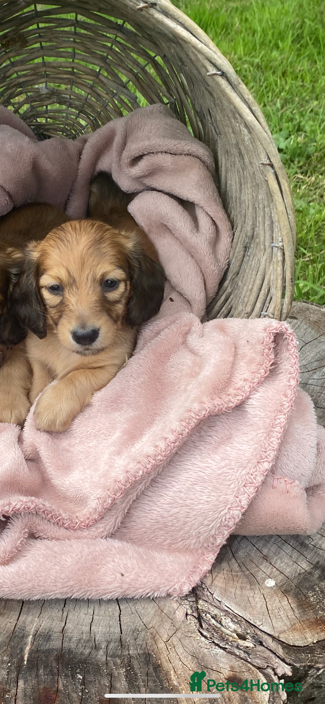 Miniature Dachshund dogs for sale: beautiful cream long hair miniature puppies in Abergavenny - Image 18
