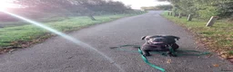 Cane Corso dogs for stud: For stud  - Advert 5