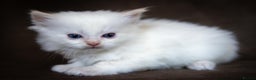 Ragdoll cats for sale: Stunning Ragdolls Ready Dec 24th - Advert 4