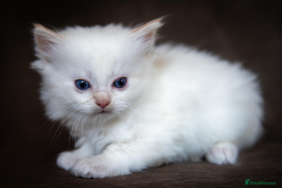 Ragdoll cats for sale: Stunning Ragdolls Ready Dec 24th - Advert 4