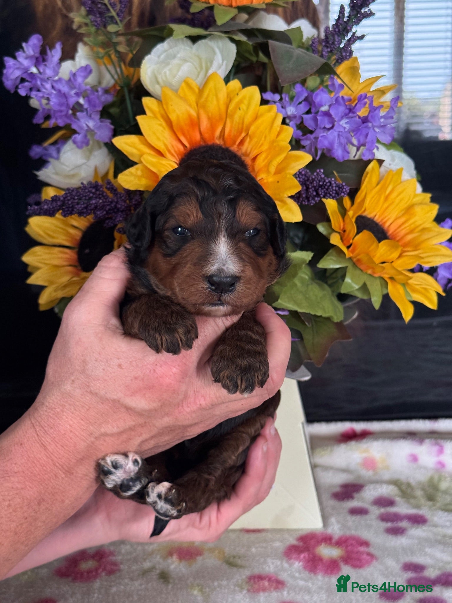 Bernedoodle dogs 4 gorgeous medium size bernedoodle puppies  - Advert 3