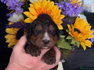 Bernedoodle dogs 4 gorgeous medium size bernedoodle puppies - Advert 3