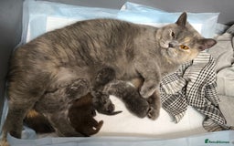 British Shorthair cats for stud:  GCCF registered STUD CHOCOLATE B blood group  in Beaconsfield - Image 6