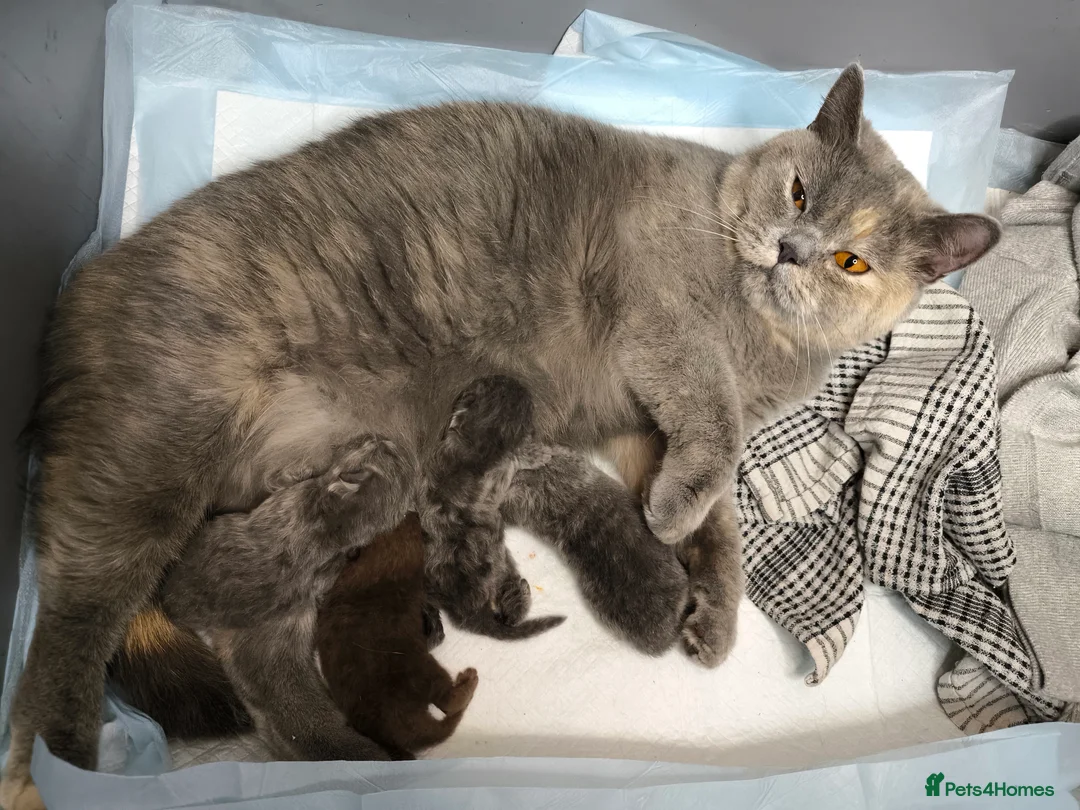 British Shorthair cats for stud:  GCCF registered STUD CHOCOLATE B blood group  in Beaconsfield - Advert 7