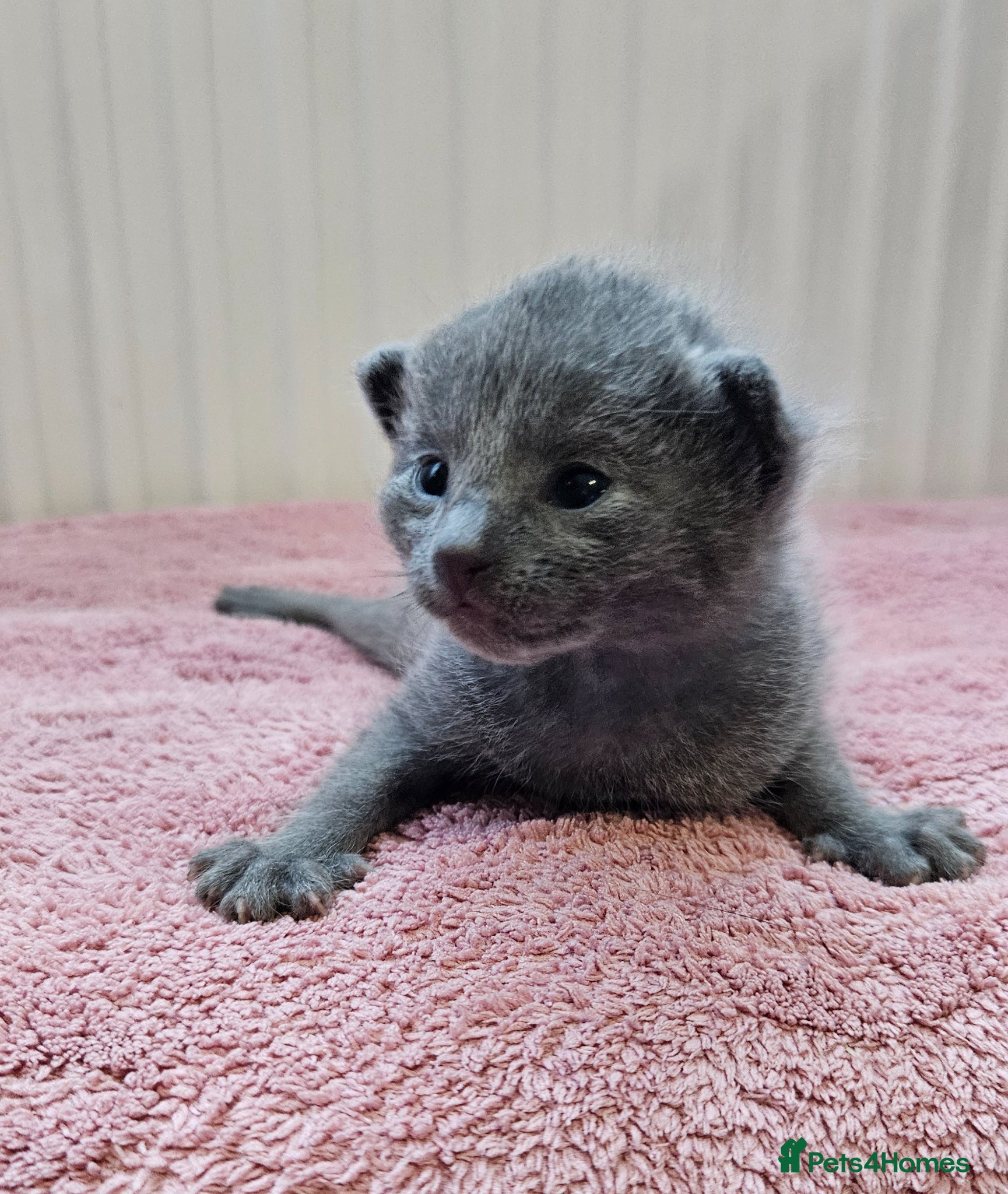Russian Blue cats for sale: Russian Blue kittens 😸  - Advert 10