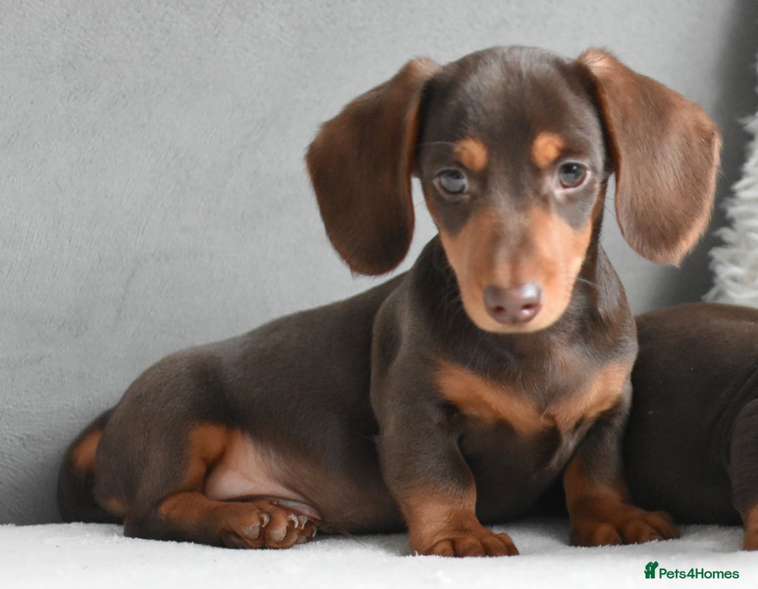 Miniature Dachshund dogs for sale: Miniature Dachshund Boys **READY NOW** - Advert 4
